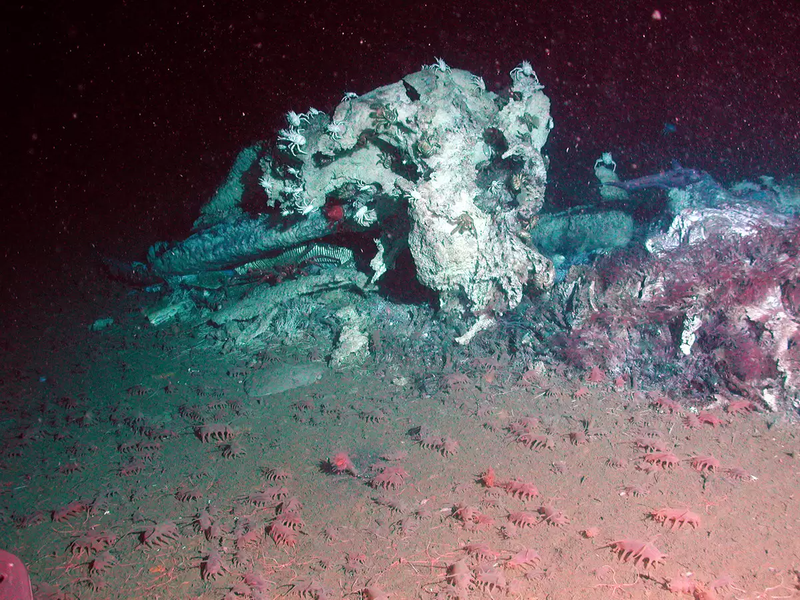 Lợn biển được coi là một loại hải sâm hay động vật da gai. Loài động vật kỳ lạ này sống sâu dưới bề mặt đại dương từ 1.200 - 5.000 m.