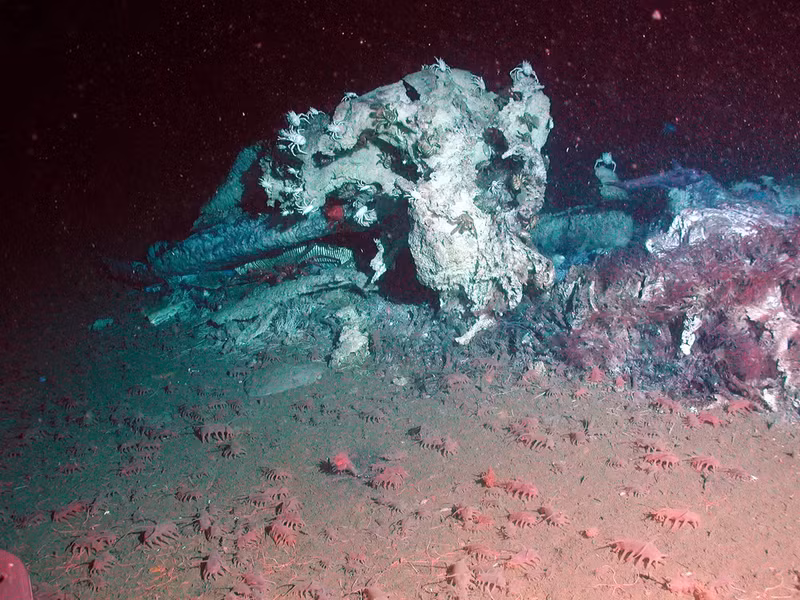 Lợn biển được coi là một loại hải sâm hay động vật da gai. Loài động vật kỳ lạ này sống sâu dưới bề mặt đại dương từ 1.200 - 5.000 m.