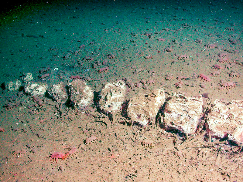 Cho tới nay, con người chỉ có những hiểu biết rất hạn hẹp về sinh vật kỳ lạ này. Các nhà khoa học gặp rất nhiều khó khăn khi nghiên cứu những loài động vật kỳ lạ này vì chúng không thể được đưa lên mặt nước để kiểm tra.