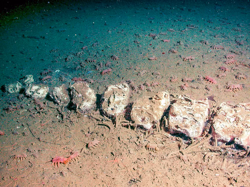 Cho tới nay, con người chỉ có những hiểu biết rất hạn hẹp về sinh vật kỳ lạ này. Các nhà khoa học gặp rất nhiều khó khăn khi nghiên cứu những loài động vật kỳ lạ này vì chúng không thể được đưa lên mặt nước để kiểm tra.