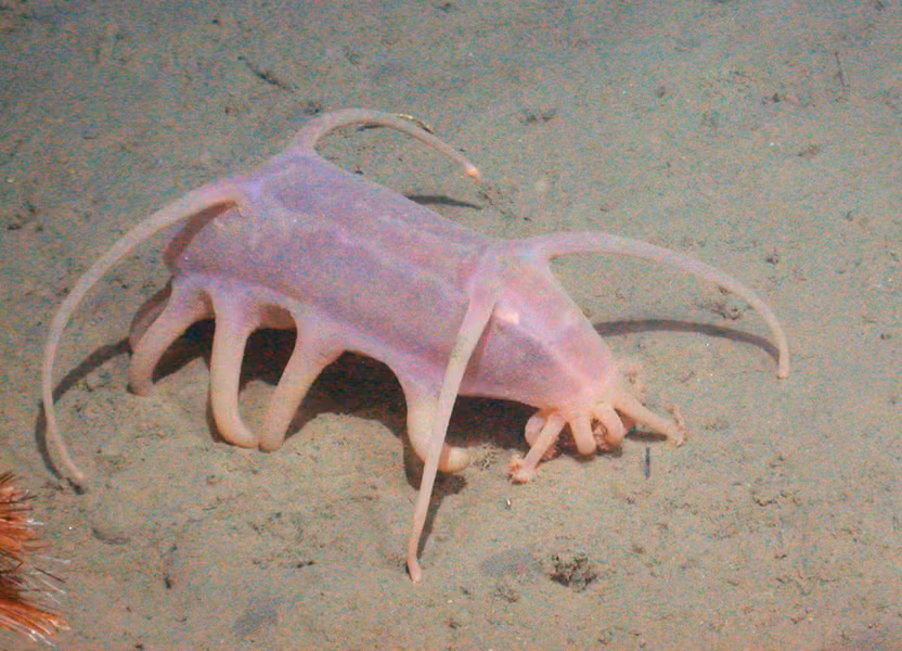 Lợn biển là một sinh vật mỏng manh, cơ thể của chúng đã tiến hóa và thích nghi với môi trường sống áp suất cao dưới đáy đại dương. Do đó, cơ thể của chúng sẽ gần như ngay lập tức tan chảy khi được đưa lên bờ.