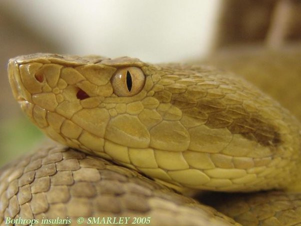 Nghiên cứu chỉ ra nọc độc của rắn hổ lục đầu vàng phát tác nhanh nhất so với bất kỳ loài rắn nào thuộc chi Bothrops. Thậm chí, nọc độc của chúng mạnh gấp 5 lần nọc độc của loài họ hàng gần là Bothrops jararaca sống ở đất liền.