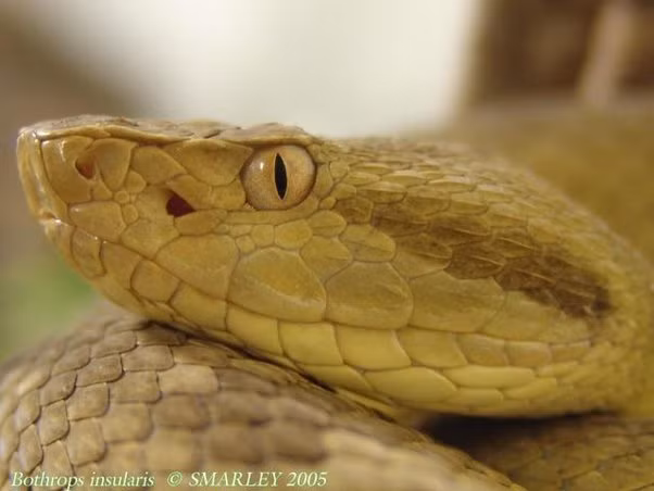 Nghiên cứu chỉ ra nọc độc của rắn hổ lục đầu vàng phát tác nhanh nhất so với bất kỳ loài rắn nào thuộc chi Bothrops. Thậm chí, nọc độc của chúng mạnh gấp 5 lần nọc độc của loài họ hàng gần là Bothrops jararaca sống ở đất liền.