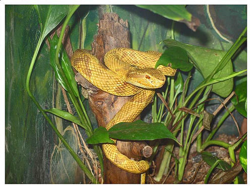 Đảo Rắn không có động vật có vú nên rắn hổ lục đầu vàng không có kẻ thù nguy hiểm. Vì vậy, nọc độc của chúng dùng để săn mồi thay vì tự vệ.