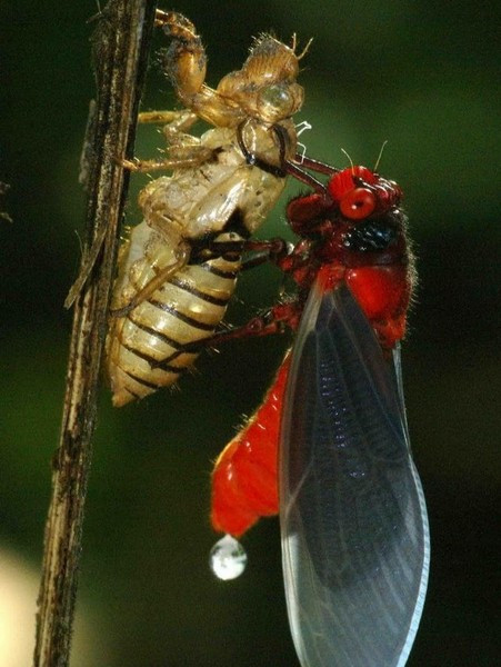 Dưới ánh sáng mặt trời, đôi cánh của ve sầu bụng đỏ chuyển dần từ màu trắng sang màu đen.