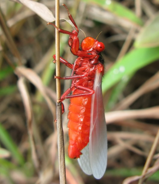 Vòng đời của ve sầu bụng đỏ rất ngắn ngủi. Chúng nhanh chóng chết đi, để lại một thế hệ mới bắt đầu sinh sôi từ lòng đất.