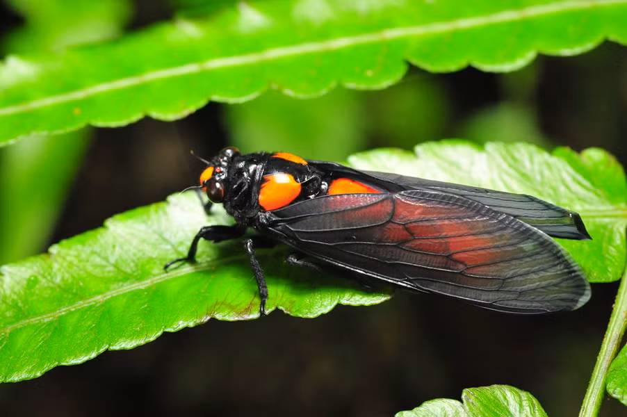 Khi trở nên cứng cáp hoàn toàn, cơ thể chú ve mang màu sắc rất quý phái, với sự kết hợp hai màu đen đỏ.