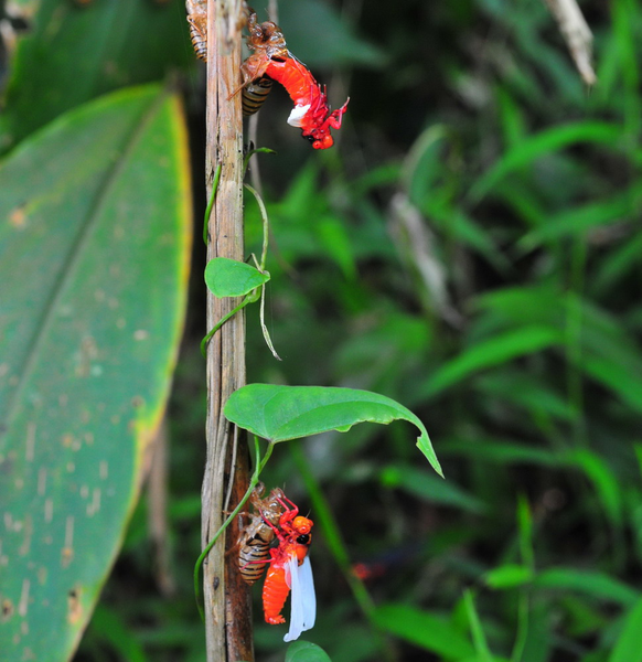 Hàng nghìn chú ve như vậy đã lột xác chỉ trong một buổi sáng.