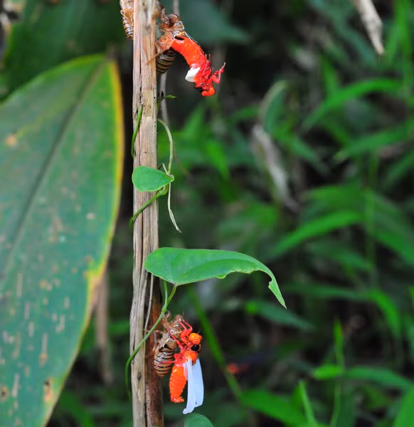 Hàng nghìn chú ve như vậy đã lột xác chỉ trong một buổi sáng.