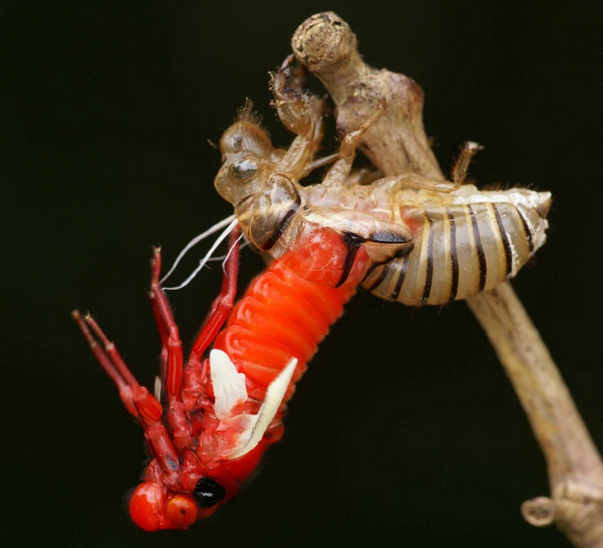 Loài ve sầu bụng đỏ (Huechys sanguinea) sinh sống tại nhiều vùng rừng của Việt Nam. Chúng có màu đỏ rực từ khi còn là ấu trùng.