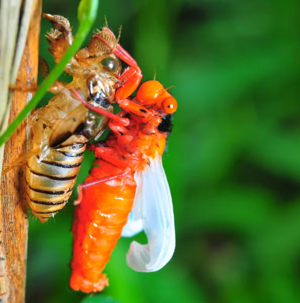 Đặc điểm kỳ lạ của loài ve sầu xuất hiện ở Việt Nam