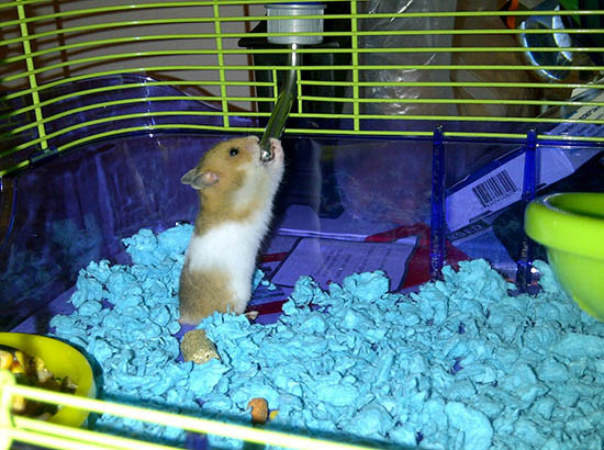 Một số nơi tại Canada áp dụng những điều luật hết sức kỳ lạ mà du khách cần lưu ý. Trong đó, tại Alberta, Canada, người dân không được phép nuôi chuột làm thú cưng.