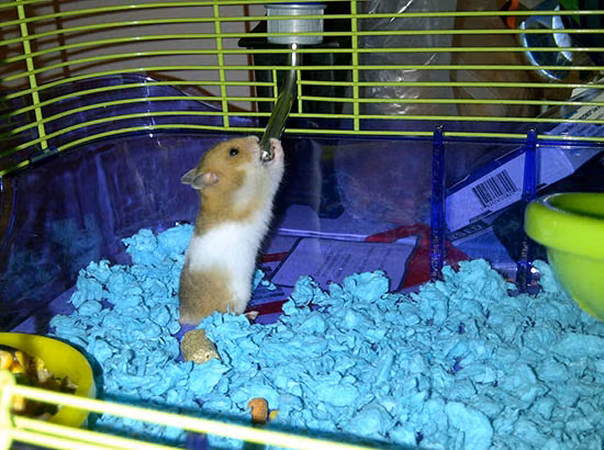 Một số nơi tại Canada áp dụng những điều luật hết sức kỳ lạ mà du khách cần lưu ý. Trong đó, tại Alberta, Canada, người dân không được phép nuôi chuột làm thú cưng.