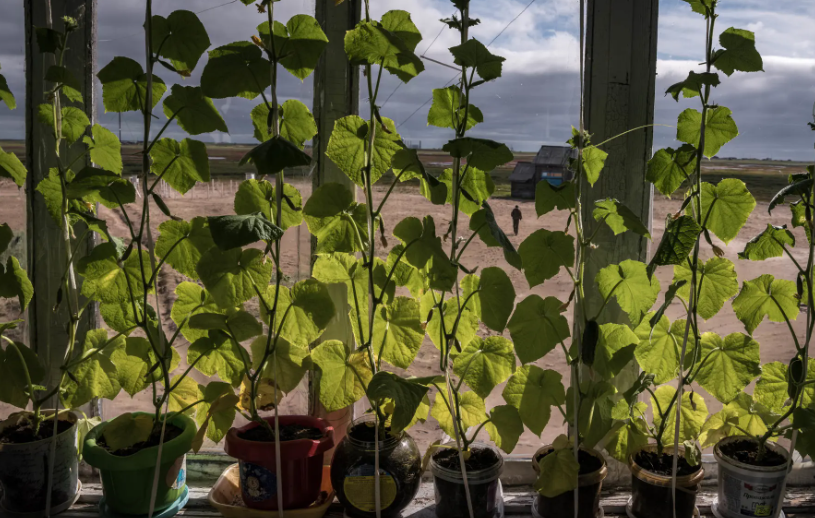 Các cửa sổ tại trạm khí tượng được che chắn khỏi ánh nắng mặt trời bằng một "tấm rèm xanh" dây leo.