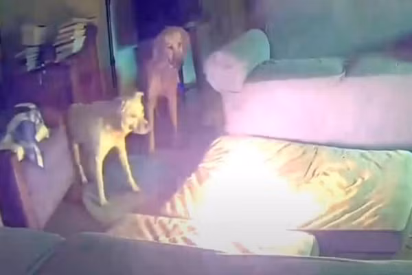 Chay nha vi cho cung can sac du phong