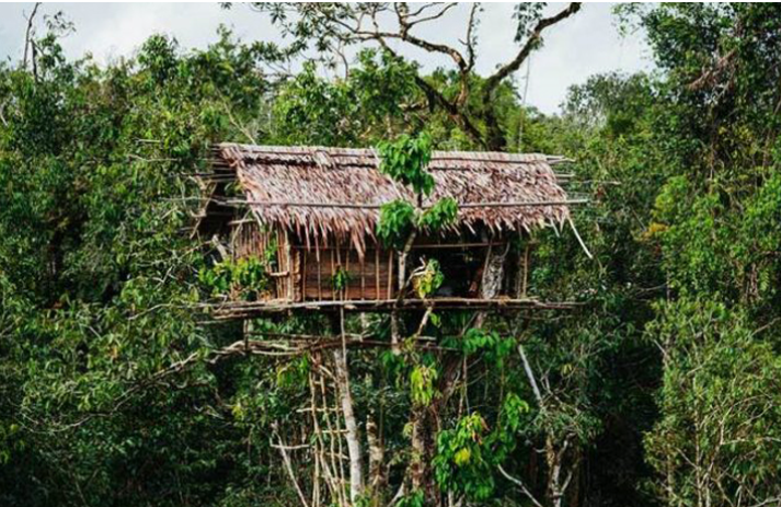 Người ta ước tính có khoảng 4.000 người Korowai sống trong các khu rừng rậm ở đông nam Papua, Indonesia. Ngôi nhà trên cây của bộ tộc Korowai được gọi là rumah tinggi.