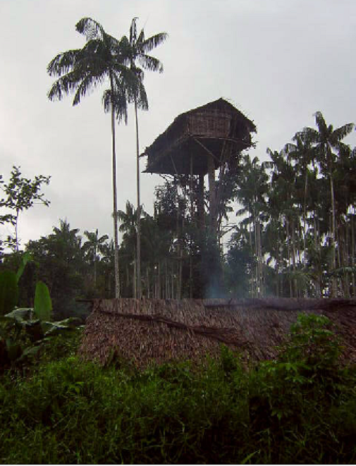 Có một số lý do thú vị khiến bộ tộc Korowai xây nhà trên cây, trước hết là họ muốn tránh sự tấn công của thú dữ và muỗi vì sống giữa rừng rậm. 