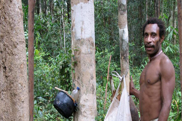 Authentic Indonesia đưa tin, nhiều người trong số họ rời bỏ ngôi nhà truyền thống của mình để đi học. Một số tìm việc làm hướng dẫn viên du lịch và lái thuyền. Những người khác thậm chí còn làm việc trong các dự án lâm nghiệp cho các công ty nước ngoài.