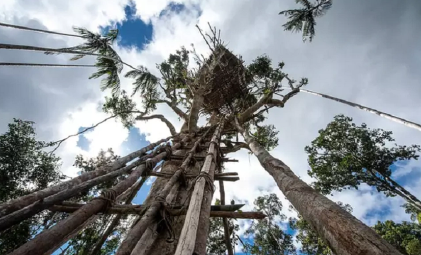 Những ngôi nhà trên cây cũng bảo vệ bộ tộc khỏi lũ lụt và giữ an toàn trước các bộ tộc đối địch.