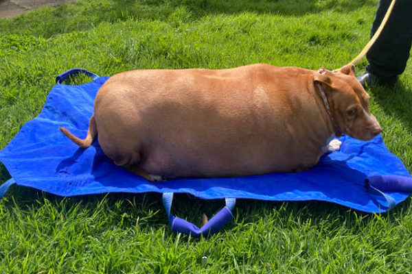 Lĩnh án tù vì cho chó cưng ăn nhiều đến chết Linh an tu vi cho cho cung an nhieu den chet