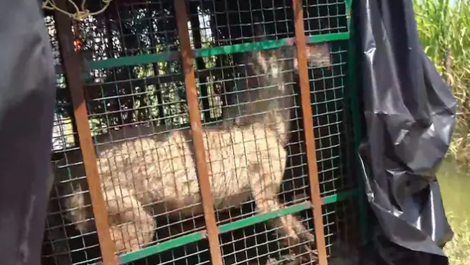 Bầy sói tấn công hàng loạt ngôi làng, 8 trẻ em tử vong Bay soi tan cong hang loat ngoi lang, 8 tre em tu vong