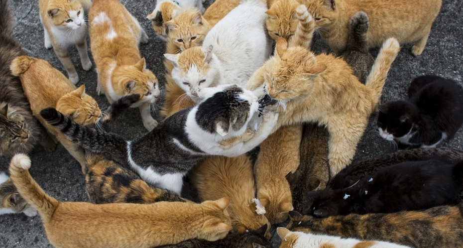 4. Đảo Mèo: Ðảo Aoshima, thuộc vùng Shikoku (Nhật Bản) có nhiều mèo hơn người. Ðây là một thị trấn nhỏ, với những ngôi nhà gỗ nhỏ bé được bố trí như mê cung, một cửa hàng tạp hóa duy nhất mở cửa lần đầu vào thời Meiji từ hơn 120 năm trước, và một ngôi trường cũng xưa cũ không kém. Hòn đảo này có khoảng 150 chú mèo, và cho đến năm 2019 thì chỉ có 6 người sinh sống trên đó, hầu hết đều là ngư dân.
