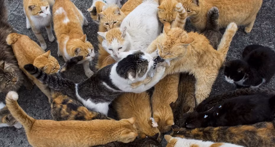 4. Đảo Mèo: Ðảo Aoshima, thuộc vùng Shikoku (Nhật Bản) có nhiều mèo hơn người. Ðây là một thị trấn nhỏ, với những ngôi nhà gỗ nhỏ bé được bố trí như mê cung, một cửa hàng tạp hóa duy nhất mở cửa lần đầu vào thời Meiji từ hơn 120 năm trước, và một ngôi trường cũng xưa cũ không kém. Hòn đảo này có khoảng 150 chú mèo, và cho đến năm 2019 thì chỉ có 6 người sinh sống trên đó, hầu hết đều là ngư dân.