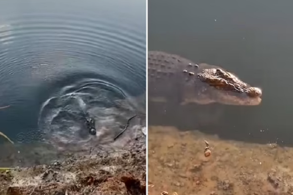 Rùng mình phát hiện thi thể người trong bụng cá sấu Rung minh phat hien thi the nguoi trong bung ca sau