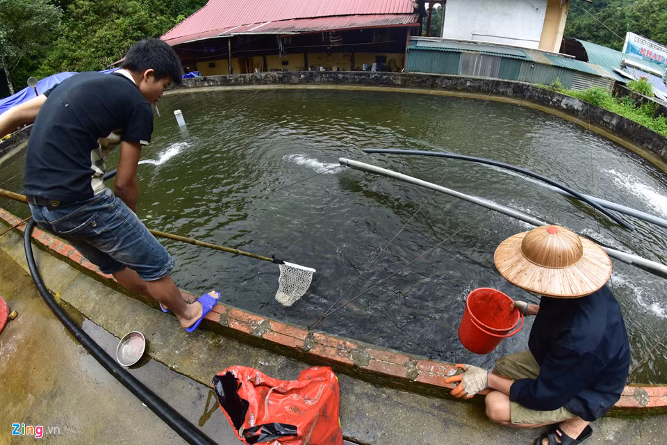 Cá hồi giống chỉ nhỏ bằng que hương và có chiều dài 2 cm, có giá từ 8.000-10.000 đồng/con. Sau khi nuôi hơn một năm, cá sẽ có khối lượng 1,5-2 kg/con. Giá bán 250.000-300.000 đồng/kg.