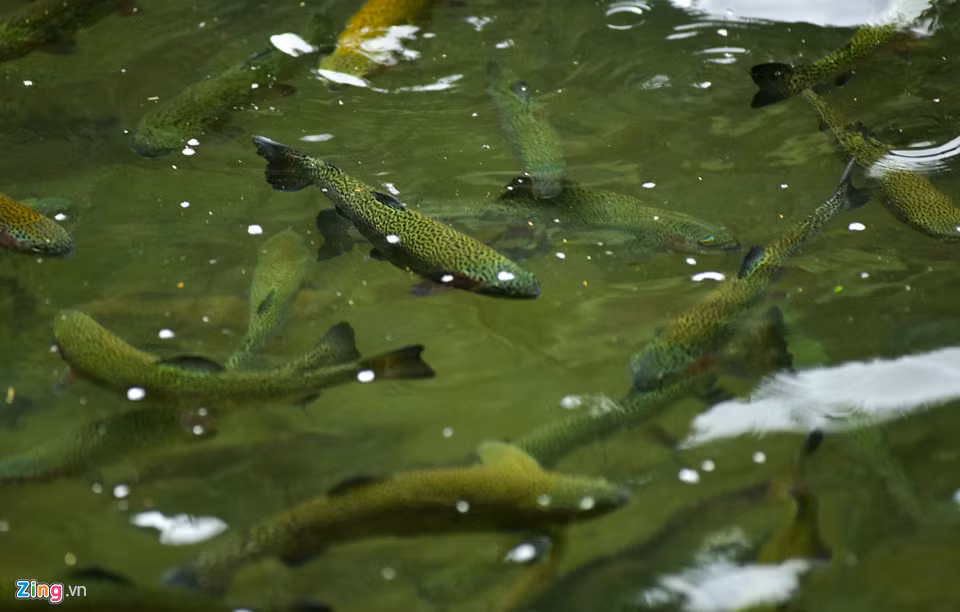 Nuôi cá hồi trong điều kiện nước ngọt rất khó vì chúng vốn sống ở nước mặn. Hàng năm, chúng chỉ bơi ngược dòng vào các khu vực nước ngọt để đẻ trứng. Vì vậy, cứ mỗi tuần một lần, chị Thanh lại phải hoà nước muối khắp bể cho cá được tắm muối.