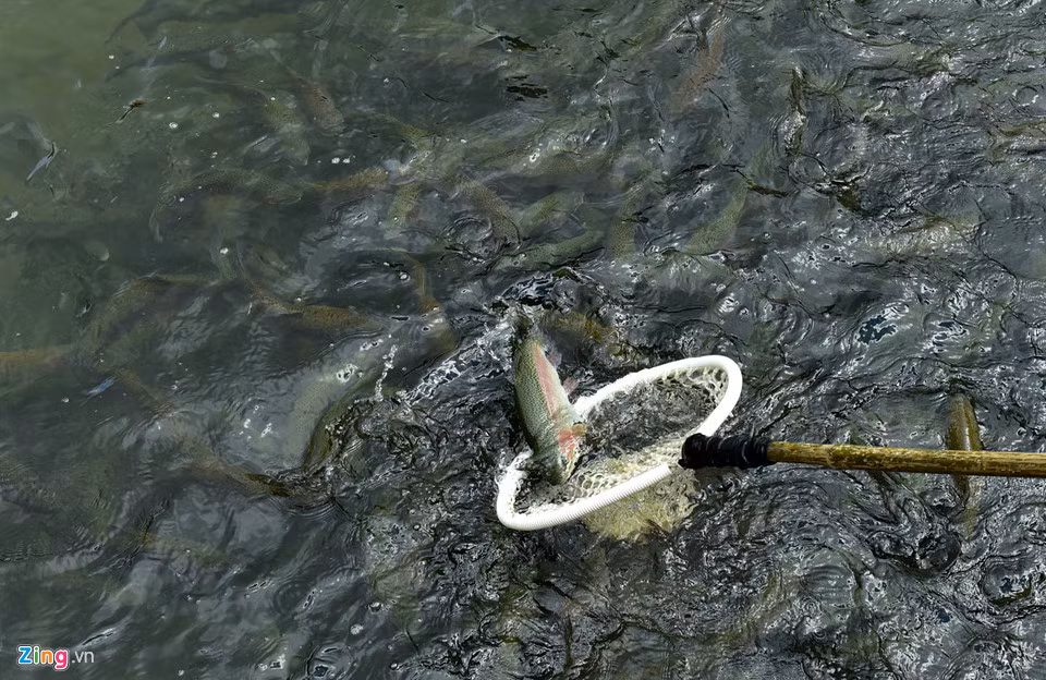 Mỗi ngày, chị Thanh cho cá hồi ăn 1-2 lần. Mỗi năm, trang trại tiêu thụ hết 20 tấn cám và vài tấn muối.