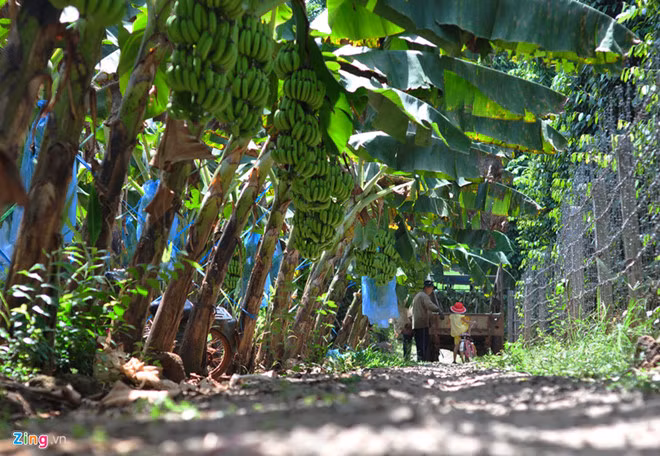 Sau giai cuu, dan Dong Nai lai o at trong chuoi cho TQ mua-Hinh-2