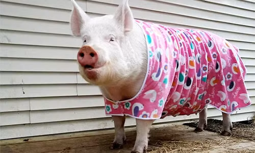 “Hot face heo cua nam” co hon 230.000 fans tren mang xa hoi-Hinh-2