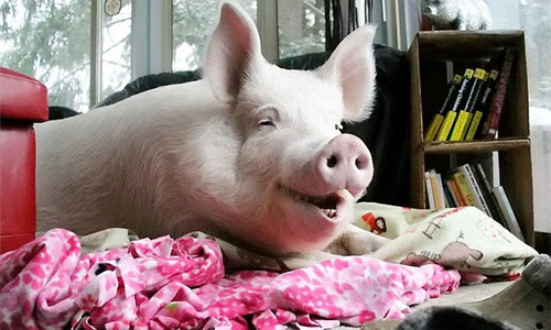 “Hot face heo cua nam” co hon 230.000 fans tren mang xa hoi