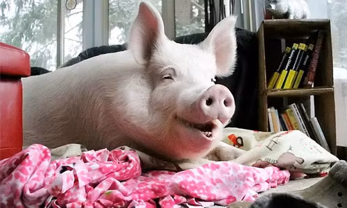 “Hot face heo cua nam” co hon 230.000 fans tren mang xa hoi