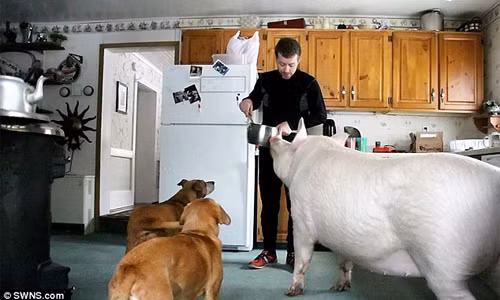 “Hot face heo cua nam” co hon 230.000 fans tren mang xa hoi-Hinh-3