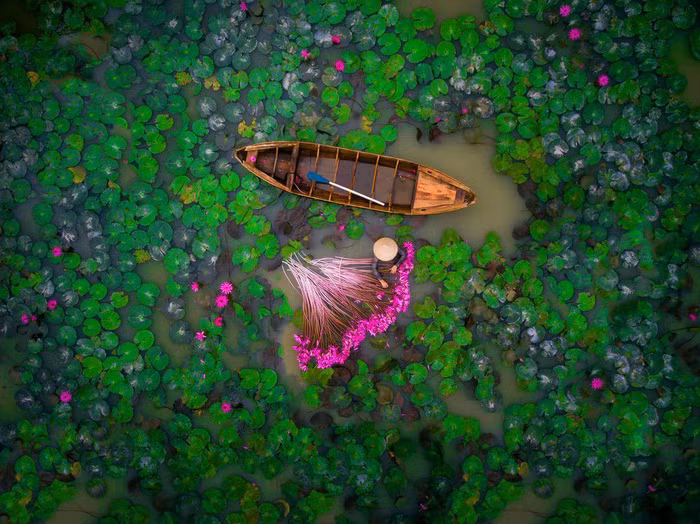 Tác phẩm Hái hoa súng - Ảnh: Lê Thái Dương/National Geographic