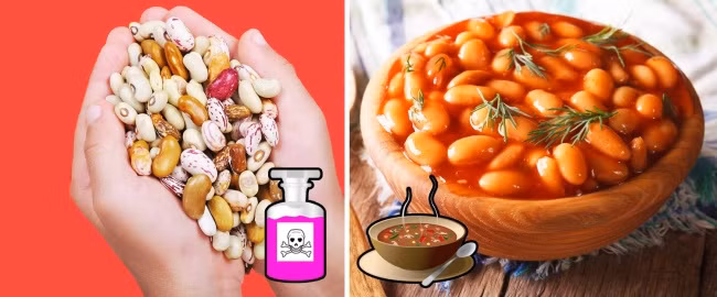 Đỗ sống có chứa một độc tố độc hại không vị có tên là lectin, loại độc tố này chỉ có thể được loại bỏ bằng cách nấu chín. Khi chế biến các món ăn với đỗ, bạn nên đun sôi ít nhất 10 phút.