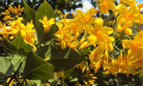 Hái nhầm lá ngón về nấu canh đãi khách, 4 người nhập viện trong tình trạng nguy kịch Hai nham la ngon ve nau canh dai khach, 4 nguoi nhap vien trong tinh trang nguy kich