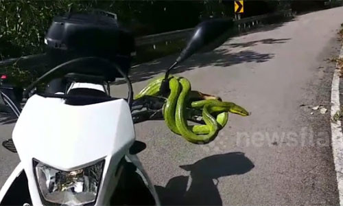 Một lái xe máy đã phải phen hú vía vì xuất hiện một con rắn xanh cỡ lớn, chứa chất độc thần kinh bò lên xe.