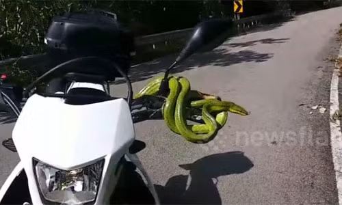 Một lái xe máy đã phải phen hú vía vì xuất hiện một con rắn xanh cỡ lớn, chứa chất độc thần kinh bò lên xe.