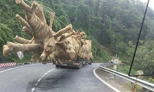 Một cây khủng được người đi đường chụp lại tại huyện M’Đrắk (Đắk Lắk).