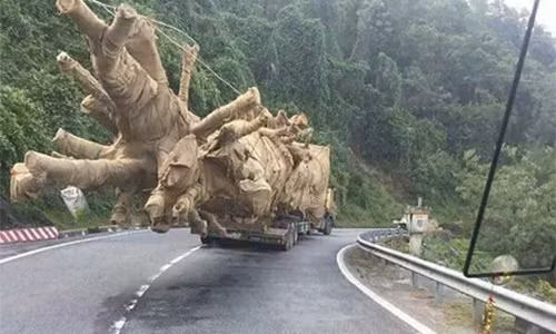 Một cây khủng được người đi đường chụp lại tại huyện M’Đrắk (Đắk Lắk).