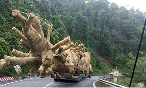 Cây "quái thú" vi vu trên QL26, qua đèo Phượng Hoàng thuộc địa bàn huyện M'Đrắk