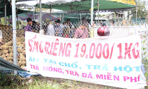 Quảng cáo ở điểm bán sầu riêng siêu rẻ ghi rõ yêu cầu với khách hàng - Ảnh: MẬU TRƯỜNG