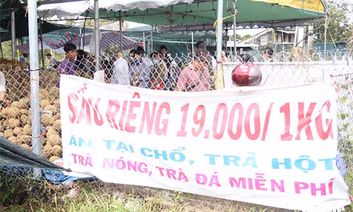 Quảng cáo ở điểm bán sầu riêng siêu rẻ ghi rõ yêu cầu với khách hàng - Ảnh: MẬU TRƯỜNG