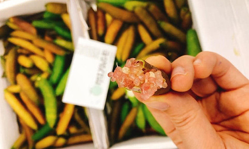 3 trieu mot kg, nha giau van chi bao mua chanh trung ca an kem sushi-Hinh-2