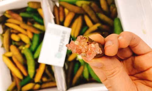 3 trieu mot kg, nha giau van chi bao mua chanh trung ca an kem sushi-Hinh-2