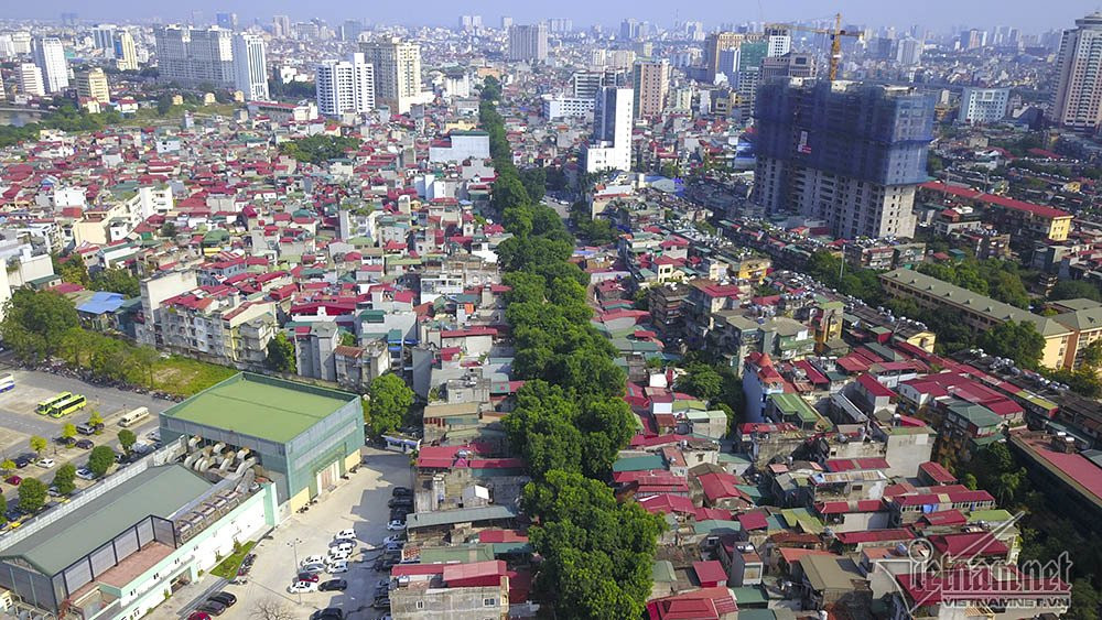 Hàng cây xà cừ cổ thụ chạy dọc tuyến đường.