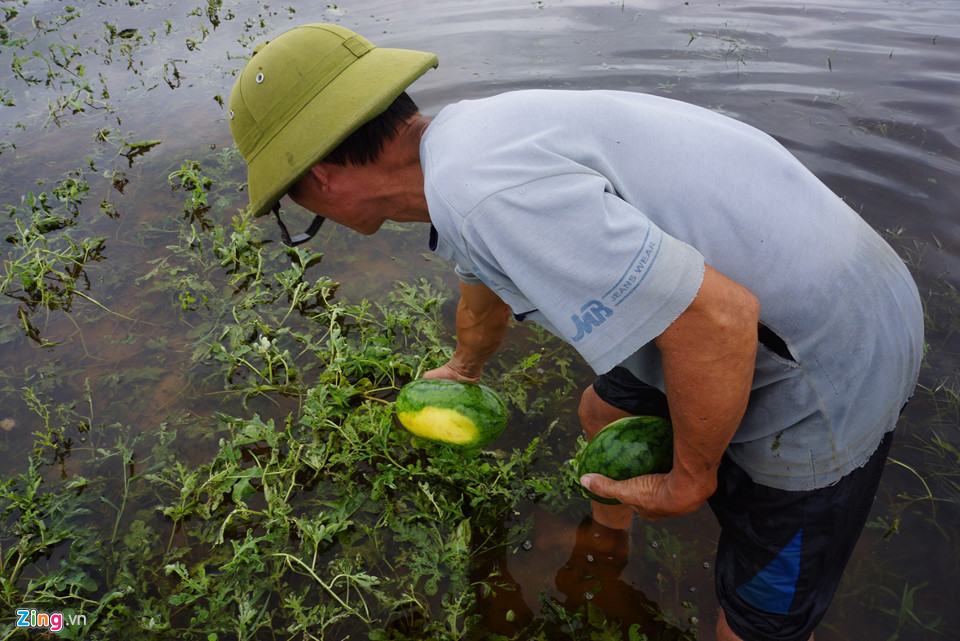 Những ngày trước, ông và vợ vội vàng ra thu hoạch được một phần, bán được vài chục triệu. Số còn lại đều bị ngập trắng khiến gia đình thiệt hại khoảng 50 triệu đồng.